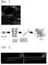 Fig. 02 - Cucurbituril-containing gel and method of preparing the same