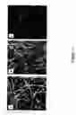 Fig. 12 - Coated articles and methods of manufacture thereof