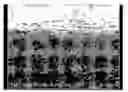 Fig. 01 - Polyurethane films and method of fabricating the same