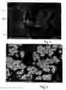 Fig. 03 - Gas diffusion element, method of manufacturing the same, and device using the same