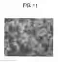 Fig. 12 - Electrode Structure Secondary Cell and Electrode Double Layer Capacitor
