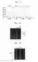 Fig. 05 - METHOD FOR PATTERNING A THIN FILM USING A PLASMA BY-PRODUCT