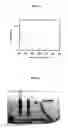 Fig. 02 - Soluble rubella E1 envelope protein variants