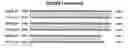 Fig. 05 - Composition, splice variants and methods relating to ovarian specific genes and proteins