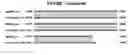 Fig. 18 - Composition, splice variants and methods relating to ovarian specific genes and proteins