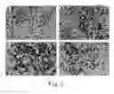 Fig. 03 - Biomarkers for kidney diseases and method for using same