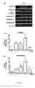Fig. 04 - Biomarkers for kidney diseases and method for using same