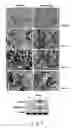 Fig. 05 - Biomarkers for kidney diseases and method for using same