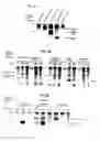 Fig. 10 - Modulators of the function of FAS receptors and other proteins