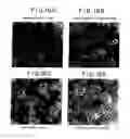 Fig. 20 - Modulators of the function of FAS receptors and other proteins