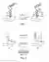 Fig. 02 - Signal-on architecture for electronic, oligonucleotide-based detectors