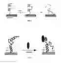 Fig. 03 - Signal-on architecture for electronic, oligonucleotide-based detectors