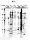 Fig. 02 - Process to study changes in gene expression in stem cells