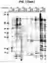 Fig. 03 - Process to study changes in gene expression in stem cells