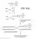 Fig. 04 - Method for attachment of silylated molecules to glass surfaces