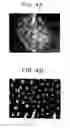 Fig. 07 - Assays employing randomly distributed microbeads with attached biomolecules