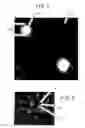 Fig. 08 - Assays employing randomly distributed microbeads with attached biomolecules