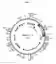 Fig. 03 - Production of weakly active or inactive mutants of alkaline phosphatase and their expression in yeast