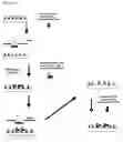 Fig. 11 - Massively parallel synthesis of biopolymeric arrays