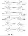 Fig. 11 - Novel antibacterial agents