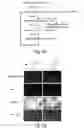 Fig. 11 - Expanding the eukaryotic genetic code