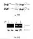 Fig. 24 - Expanding the eukaryotic genetic code