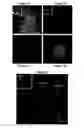 Fig. 03 - Cell division marker