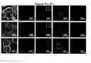 Fig. 04 - Cell division marker