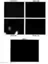 Fig. 05 - Cell division marker