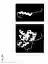 Fig. 05 - Bcl-2 promoted cell death