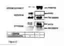 Fig. 12 - Bcl-2 promoted cell death