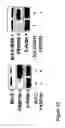 Fig. 13 - Bcl-2 promoted cell death