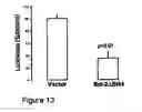 Fig. 16 - Bcl-2 promoted cell death