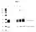 Fig. 02 - Method to determine whether a compound is a cellular GSTpi inhibitor