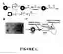 Fig. 02 - Chlorotoxin-labeled nanoparticle compositions and methods for targeting primary brain tumors