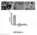 Fig. 05 - Chlorotoxin-labeled nanoparticle compositions and methods for targeting primary brain tumors