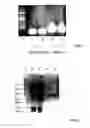 Fig. 02 - Assay for the detection of rapamycin and rapamycin analogs