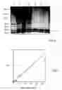 Fig. 03 - Assay for the detection of rapamycin and rapamycin analogs