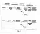 Fig. 02 - Insulin-producing cells derived from stem cells