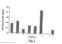 Fig. 06 - Insulin-producing cells derived from stem cells