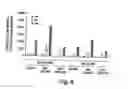 Fig. 09 - Insulin-producing cells derived from stem cells