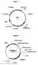 Fig. 04 - Mammalian cell lines modified for the production of recombinant glycoproteins