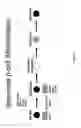 Fig. 02 - Definitive endoderm