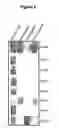 Fig. 06 - Method for overexpression of zwitterionic polysaccharides