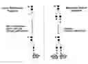 Fig. 01 - Compositions and methods for the preparation of protease resistant human growth hormone glycosylation mutants