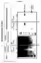 Fig. 13 - Compositions and methods for the preparation of protease resistant human growth hormone glycosylation mutants