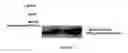 Fig. 03 - Enhancing recombinant hemoglobin production by co-expression with alpha hemoglobin stabilizing protein