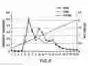 Fig. 13 - Method for the production and purification of adenoviral vectors
