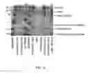 Fig. 25 - Method for the production and purification of adenoviral vectors