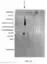 Fig. 26 - Method for the production and purification of adenoviral vectors